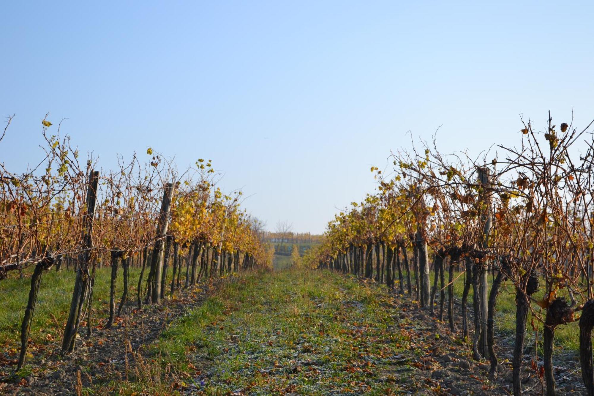 Wein + Bett Wiedeck Stetten Exterior photo